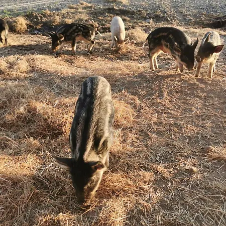 Rikke Og Franks Svineri شقة فندقية ليمفج