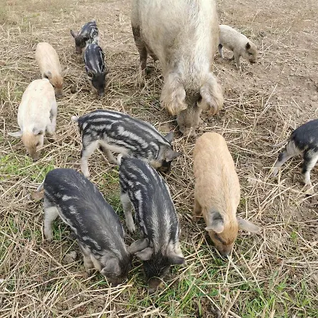 Rikke Og Franks Svineri شقة فندقية ليمفج