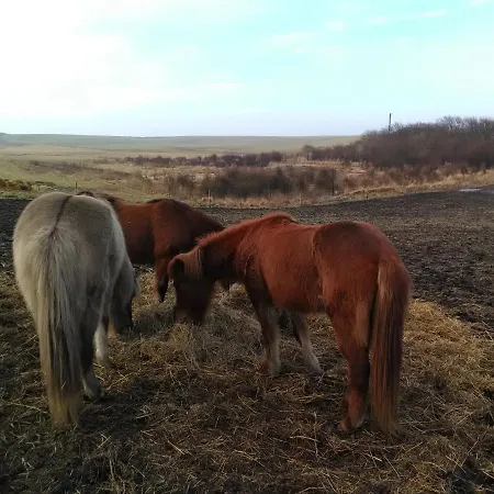 Rikke Og Franks Svineri